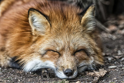 Close-up of a sleeping cat