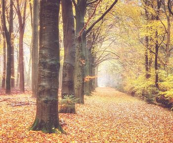 Trees growing in forest during autumn