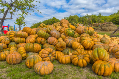 Stack of pumpkins on field against sky