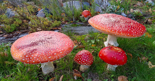 Close-up of fly agaric mushroom on field