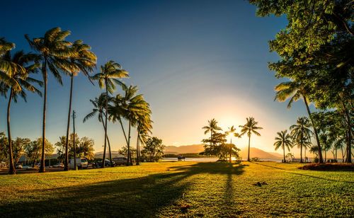 Scenic view of palm trees against sky during sunset