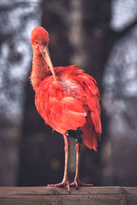 Close-up of bird perching on wood