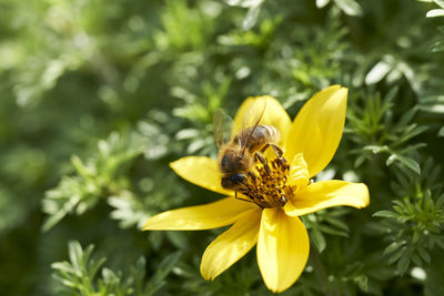 Close-up of bee on yellow flower