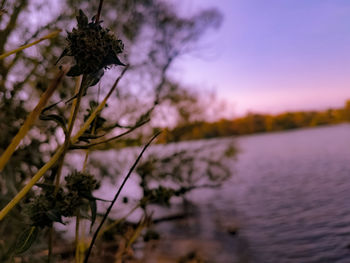 Close-up of purple flowering plant against sky during sunset
