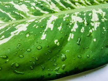 Close-up of raindrops on leaves