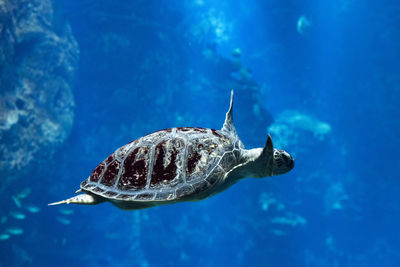 Fish swimming in sea