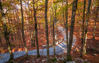 Trees in forest during autumn