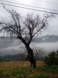 Bare tree on landscape against sky