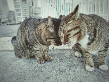 Tabby cats rubbing heads while resting on street