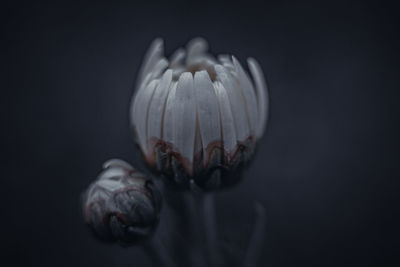 close-up
