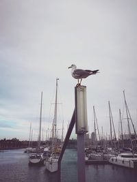 Bird perching on harbor against sky