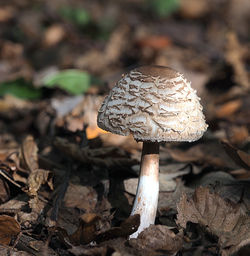 Close-up of mushroom growing on field