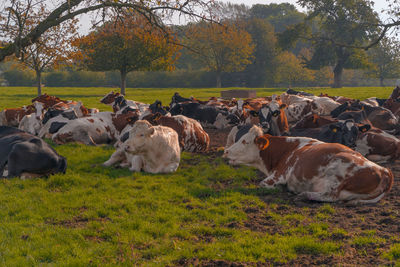 View of sheep on field during autumn