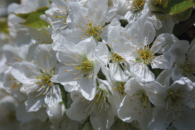 Close-up of white flowers