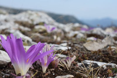 Close-up of purple crocus flowers on land