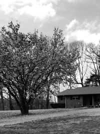 Bare trees against cloudy sky