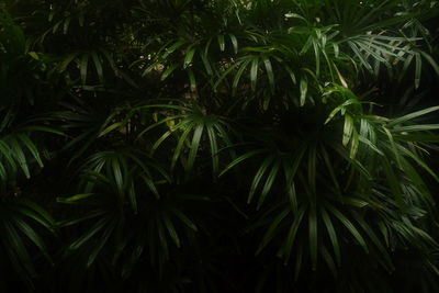 Full frame shot of plants