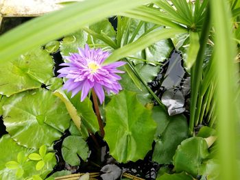 Close-up of pink flowering plant