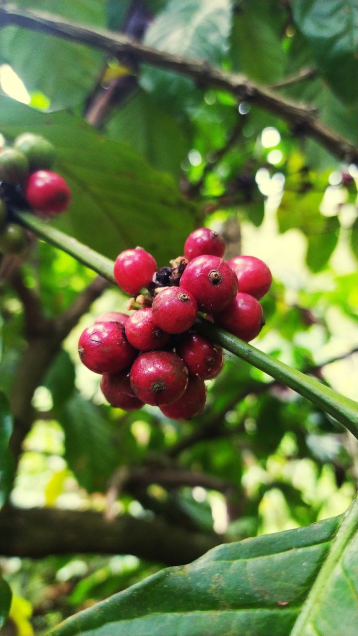 food and drink, food, fruit, healthy eating, plant, tree, freshness, growth, leaf, plant part, produce, nature, flower, red, wellbeing, branch, berry, agriculture, close-up, focus on foreground, no people, ripe, shrub, day, outdoors, green, crop, land, beauty in nature, hanging, blossom, bunch, landscape, juicy, orchard, twig