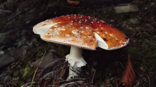 Close-up of fly agaric mushroom