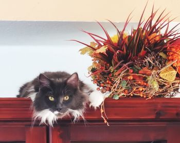 Portrait of cat on red at home