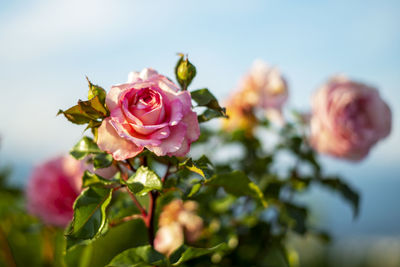 Close-up of pink rose