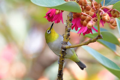 Close-up of bird perching on pink flower