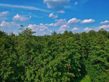 Scenic view of forest against sky