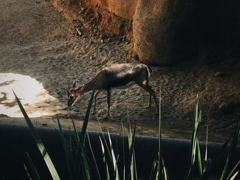 Side view of an animal on rock