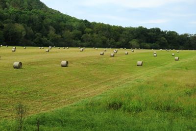 Flock of sheep on field against sky