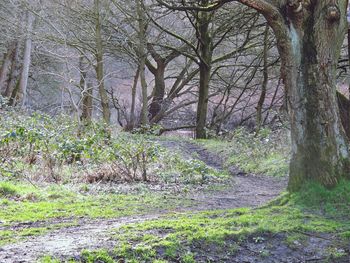 Trees on landscape