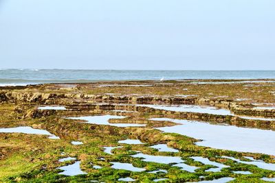 Scenic view of beach against clear sky