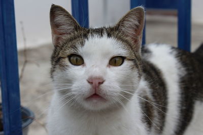 Close-up portrait of cat