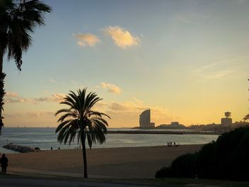 Silhouette of palm trees on beach