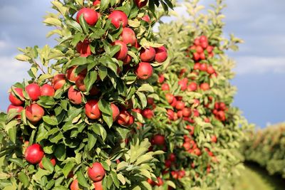 Close-up of apples growing on tree