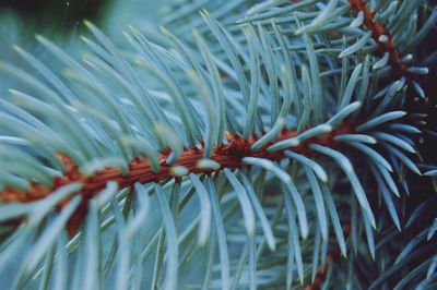 Close-up of pine tree branches