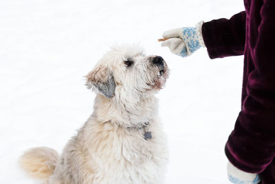 Feeding dog by owner hand. south russian shepherd dog for a walk in wintertime.