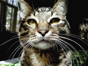 Close-up portrait of cat