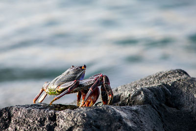 Close-up of lizard on rock at beach