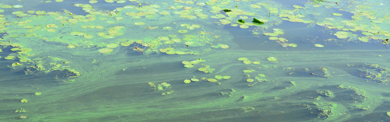 Full frame shot of leaf floating on water