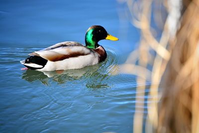 Duck swimming in lake