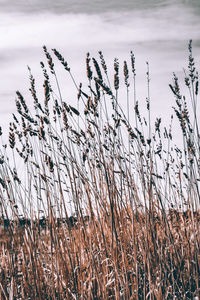 Close-up of birds against sky