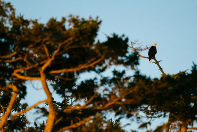 Low angle view of bird perching on a tree