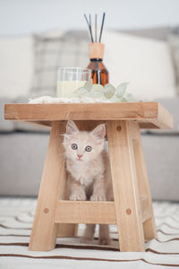 Close-up of cat sitting on table