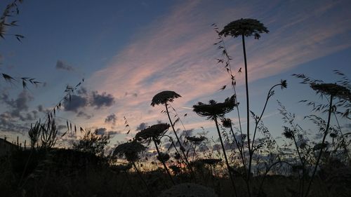 Silhouette plants against sky at sunset