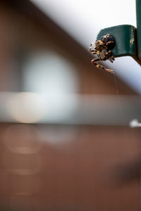 Close-up of bee