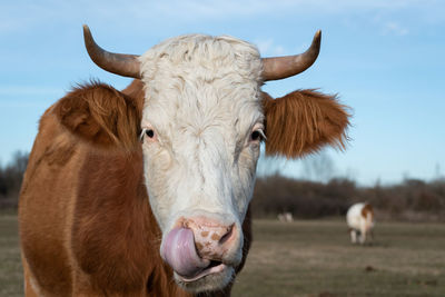 Close-up of cow