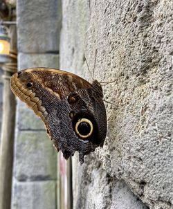 Close-up of butterfly on wall