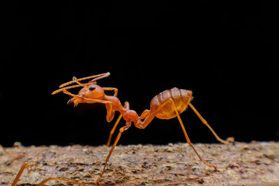 Close-up of insect over black background