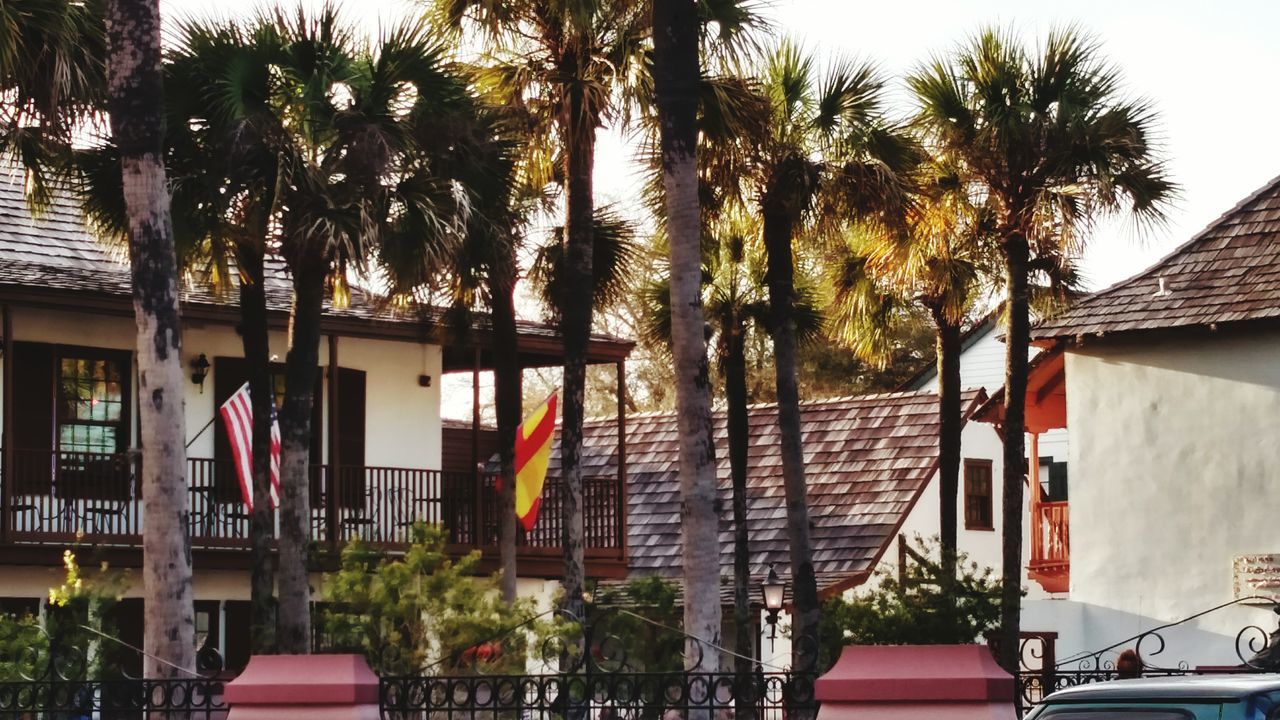 building exterior, architecture, built structure, tree, palm tree, house, residential building, residential structure, tree trunk, water, growth, sky, day, city, outdoors, building, no people, sunlight, balcony, tourist resort